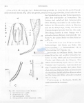 Nematode file-library of the Marine Biology Section (Ghent University, Belgium)