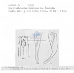 Nematode file-library of the Marine Biology Section (Ghent University, Belgium)