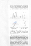 Nematode file-library of the Marine Biology Section (Ghent University, Belgium)