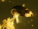 Onoba semicostata