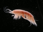 Amphipoda