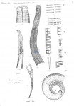 Nematode file-library of the Marine Biology Section (Ghent University, Belgium)