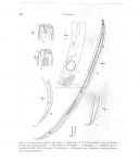 Nematode file-library of the Marine Biology Section (Ghent University, Belgium)