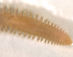Polychaeta