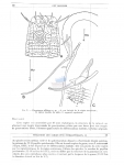 Nematode file-library of the Marine Biology Section (Ghent University, Belgium)