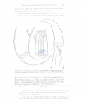 Nematode file-library of the Marine Biology Section (Ghent University, Belgium)