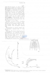 Nematode file-library of the Marine Biology Section (Ghent University, Belgium)