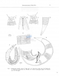 Nematode file-library of the Marine Biology Section (Ghent University, Belgium)