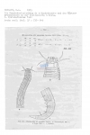 Nematode file-library of the Marine Biology Section (Ghent University, Belgium)