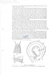 Nematode file-library of the Marine Biology Section (Ghent University, Belgium)