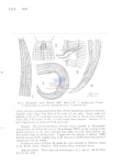 Nematode file-library of the Marine Biology Section (Ghent University, Belgium)