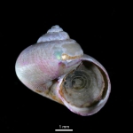 Margarites olivaceus