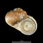 Moelleria costulata