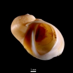 Lacuna pallidula