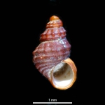 Frigidoalvania cruenta