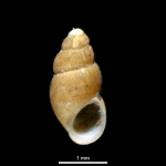 Onoba aculeus