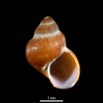 Elachisina globuloides