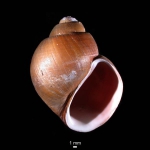 Amauropsis islandica