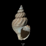 Buccinum undatum