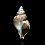 Buccinum scalariforme