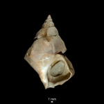 Buccinum angulosum