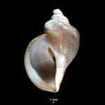 Volutopsius deformis