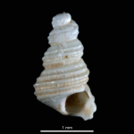 Turritellopsis stimpsoni