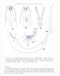 Nematode file-library of the Marine Biology Section (Ghent University, Belgium)