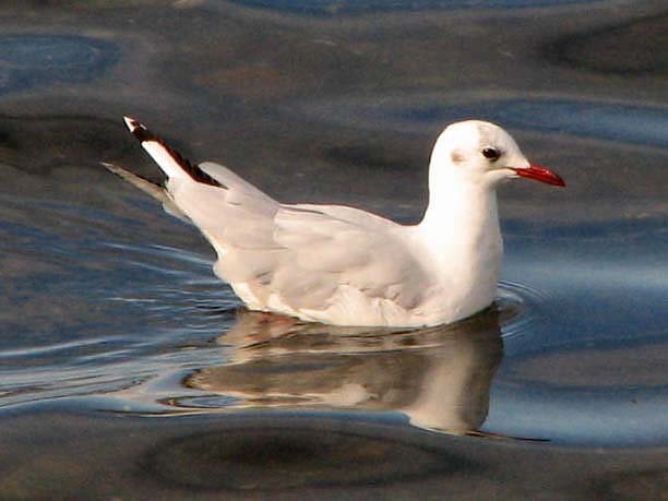 Brown-hooded Gull (Larus maculipennis)