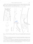 Nematode file-library of the Marine Biology Section (Ghent University, Belgium)