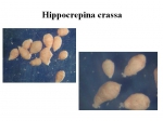 Hippocrepina crassa