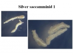 Silver saccamminid