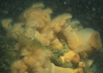 Plumose anemone - Metridium senile (Linnaeus, 1767), author: Alain Norro