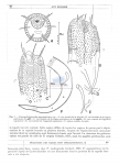 Nematode file-library of the Marine Biology Section (Ghent University, Belgium)