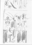 Scan taken from personal notes of H. Nouvel stored at CNRS La Rochelle (France) by Jean Paul Lagardere.