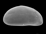 Ostracoda