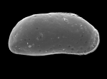 Ostracoda
