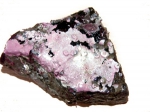 Protozoa