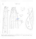 Nematode file-library of the Marine Biology Section (Ghent University, Belgium)