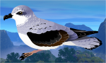 Soft-plumaged petrel