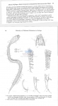 Nematode file-library of the Marine Biology Section (Ghent University, Belgium)