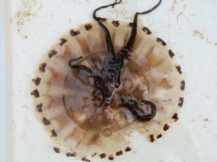 Chrysaora hysoscella (Linnaeus, 1767)  from Boka Kotorska Bay (southern Adriatic)