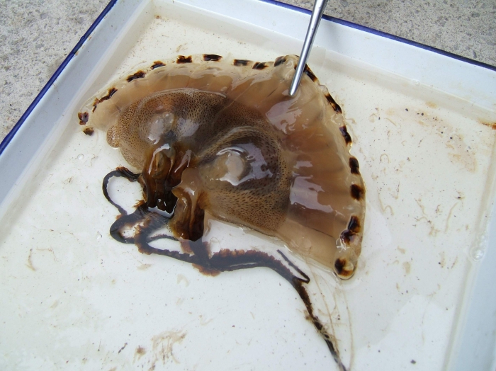 Chrysaora hysoscella (Linnaeus, 1767) from Boka Kotorska Bay (southern Adriatic)