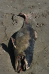 Cadaver harbour porpoise