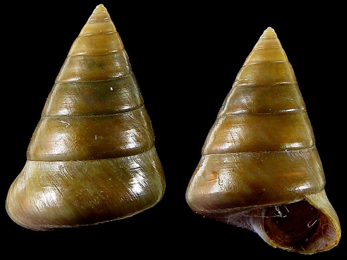 Calliostoma gualterianum