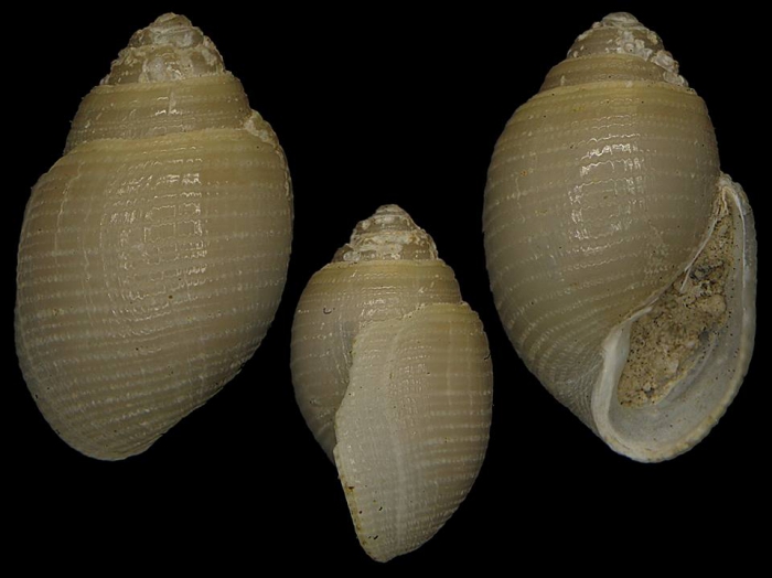 Japonacteon pusillus