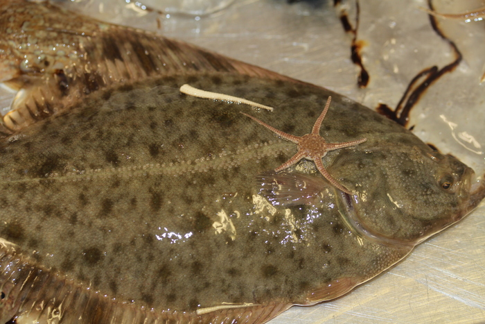 Flounder - Platichthys flesus