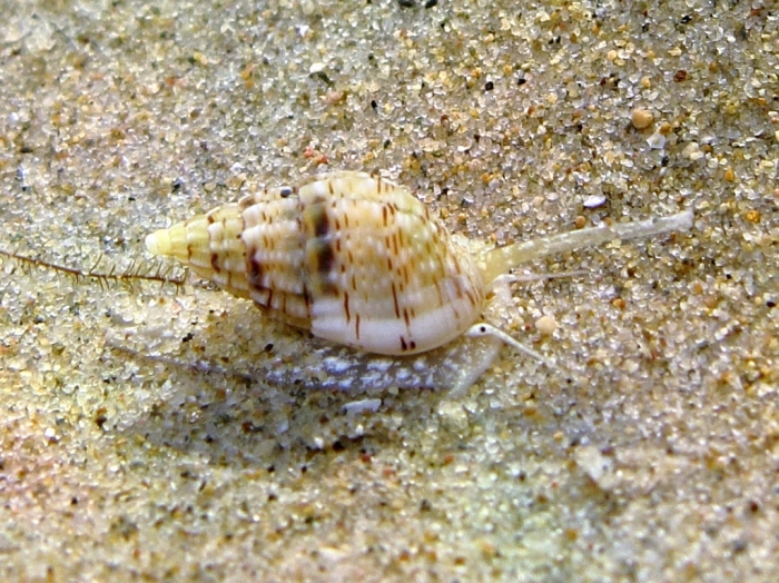 Nassarius cuvierii