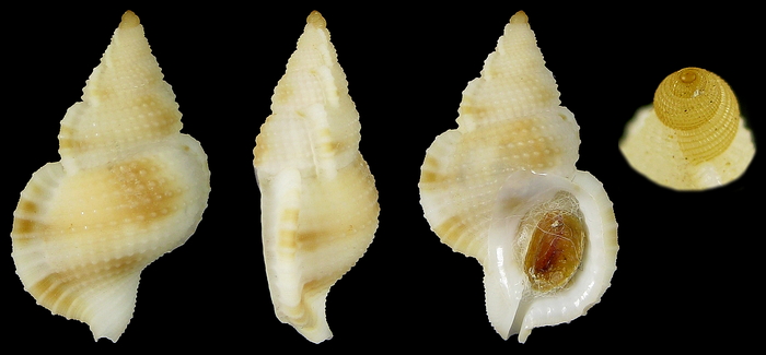 Halgyrineum louisae (Lewis, H., 1974)