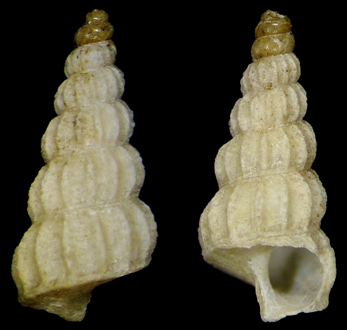 Claviscala richardi